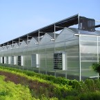 Multi-span Hydroponic PC Sheet Glass Greenhouse WD-GH008