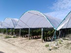 Blueberry Strawberry tunnel greenhouse WD-GH006