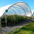 Buleberry Tunnel greenhouse accessories WD-GH004