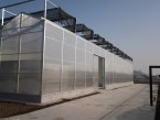 Multi-span Hydroponic PC Sheet Glass Greenhouse WD-GH007