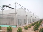 Multi span plastic film tunnel greenhouse GH-WD003